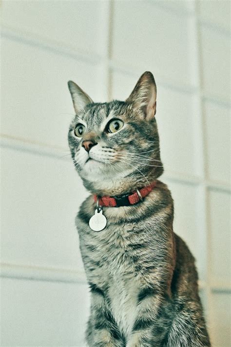 Designer Cat Collars