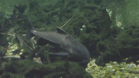 ripsaw catfish (California Academy of Sciences, Rainforest Gallery ...