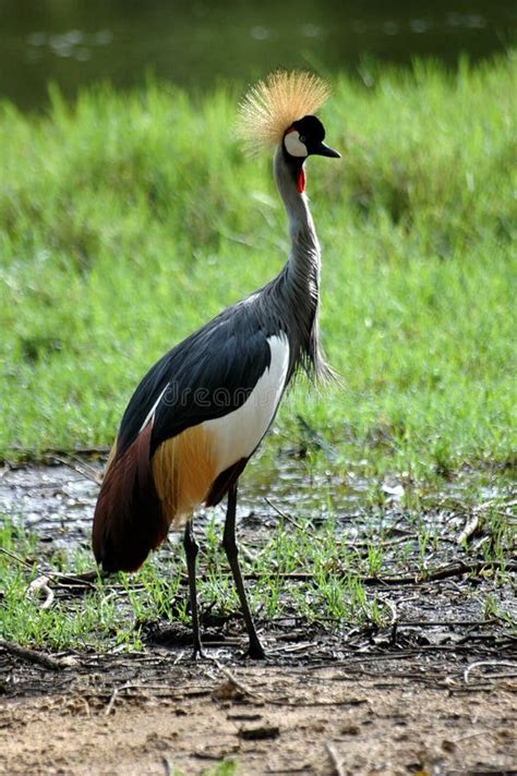 Crested crane stock photo. Image of wildlife, profile - 4076324