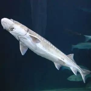 7 Sturgeon Species (Facts & Pictures) - Pond Informer