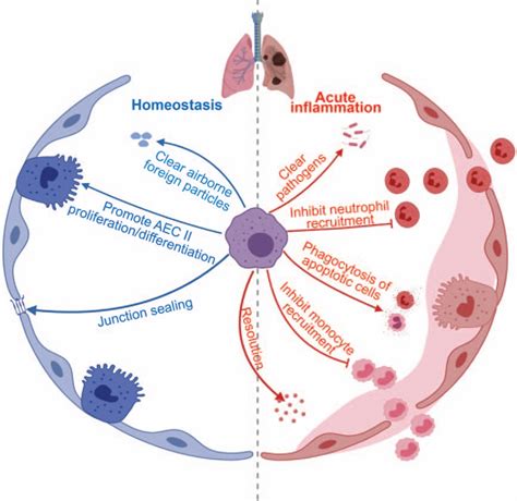 Tissue-Resident Macrophages in the Control of Infection and... : Shock