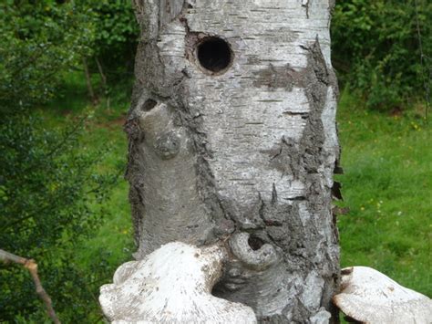 Tree trunk close up © Jeremy Bolwell cc-by-sa/2.0 :: Geograph Britain and Ireland