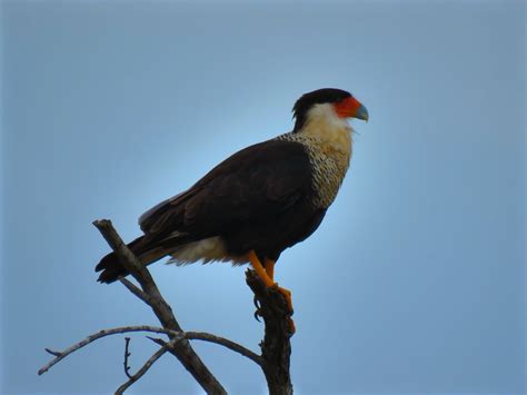 Aransas National Wildlife Refuge Map - South Barrier Coast, Texas ...