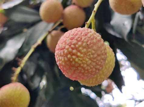 Premium Photo | A lychee fruit on a tree