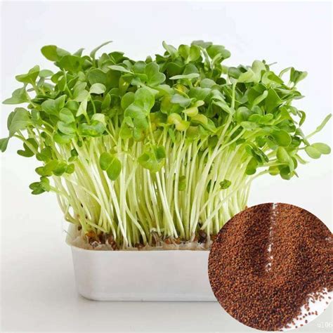 Dou ban cai factory price bulk vegetable Nasturtium officinale seeds ...