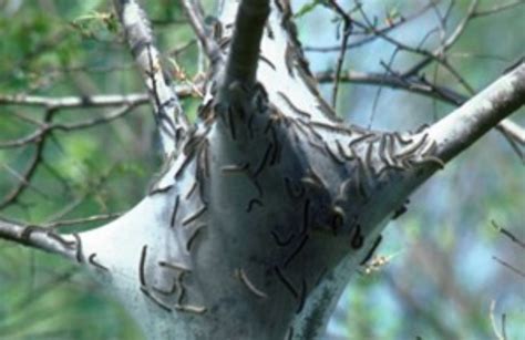 Tent caterpillars - Agricultural Biology