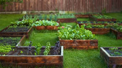 Backyard Vegetable Garden Layout Plans