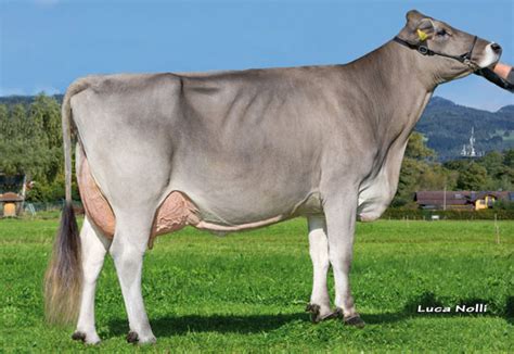 Brown Swiss heifers | Import & export livestock cattle | Firma Schaap