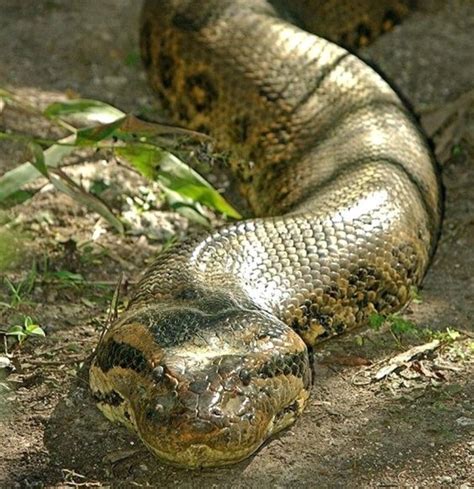 Green Anaconda | Giant anaconda, Green anaconda, Pet snake