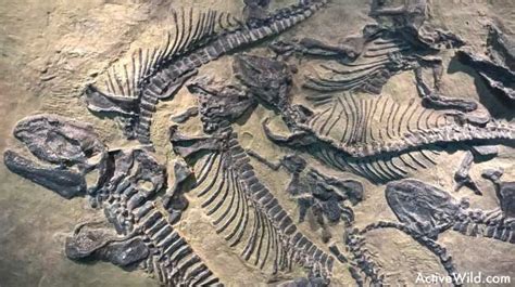 Were Dinosaurs Real? Using Fossils To Uncover The Past