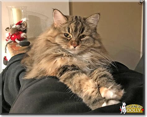 Dolly - Maine Coon, Ragdoll mix - March 5, 2019