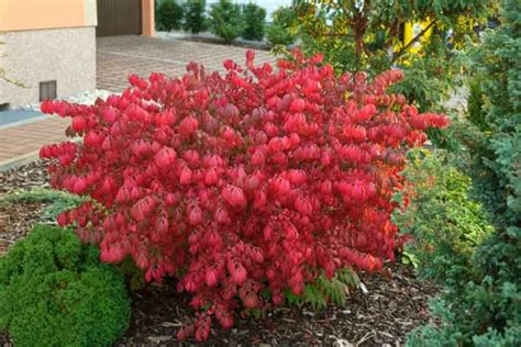 Euonymus alatus 'Compactus' (Burning Bush)