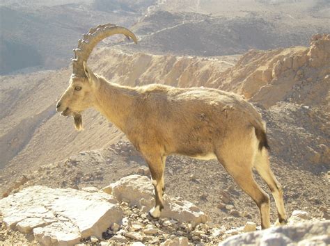 File:Nubian Ibex in Negev.JPG - Wikipedia