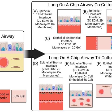 Cellular Make-Up of Current Lung-On-A-Chip Devices. | Download Scientific Diagram