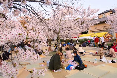 2018 Cherry Blossoms Are Early but You Can Still Do Last-Minute Hanami in Japan - GaijinPot