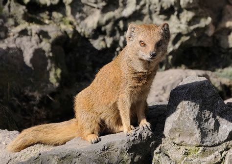 Free picture: yellow mongoose, predator, wildlife, animal, fur, wild, nature