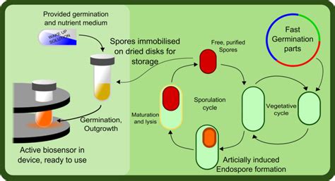 Sporulation and Germination - 2012.igem.org