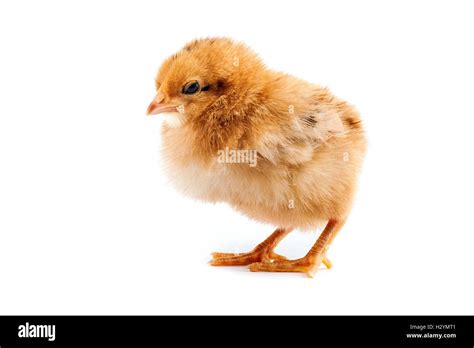 The yellow chick on a white background Stock Photo - Alamy