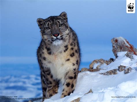 Snow Leopards - Non-Ski Gabber - Newschoolers.com