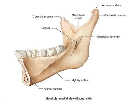 Mandible Muscle Attachments