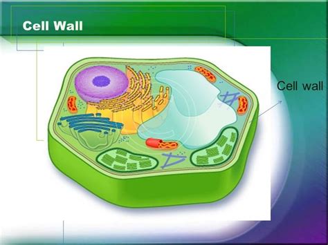 Plant Cell Wall - Structure & Function Plant Cell | Plant cell, Science ...