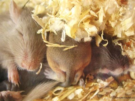 Sleeping gerbils by Velyne on DeviantArt