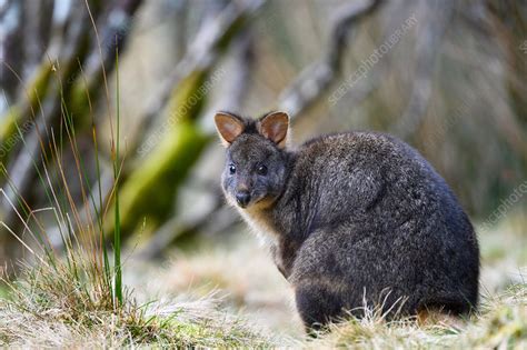 Tasmanian pademelon - Stock Image - C051/6185 - Science Photo Library