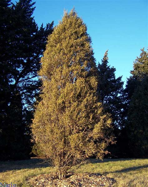 Rocky Mountain Juniper | Coniferous Forest