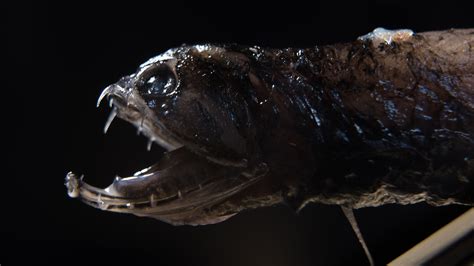 Meet the Deep-Sea Dragonfish. Its Transparent Teeth Are Stronger Than a Piranha’s. - The New ...