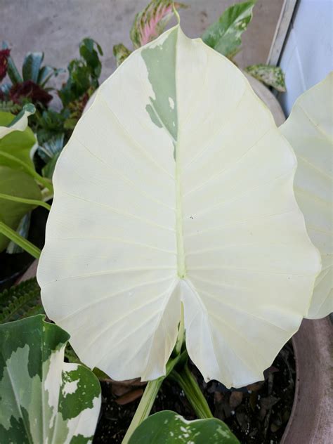 Close up of the almost all white elephant ear leaf (alocasia) #gardening #garden #DIY #home # ...