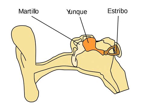 Huesos de la cabeza y el cráneo: anatomía, funciones y características