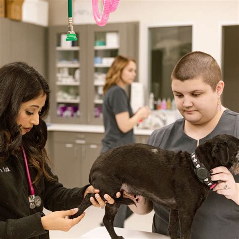 Pet Dermatology Cypress, TX | Lakeside Veterinary Care