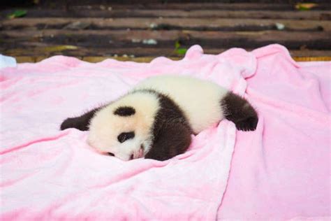 Sleeping Panda