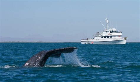 Baja Whale Watching Tours - Bajawhale.com