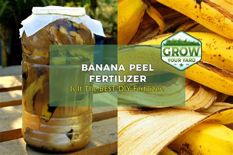 Banana Peel Fertilizer: Is It The BEST DIY Fertilizer? - Grow Your Yard