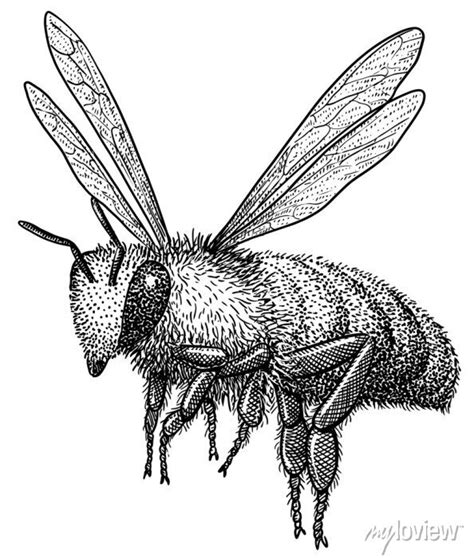 Flying bee illustration, drawing, engraving, ink, line art, vector posters for the wall ...