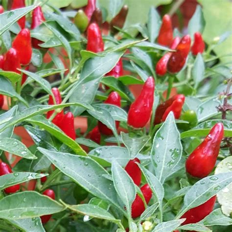 Seeds for Zimbabwe Bird Hot Pepper | Capsicum frutescens | Amkha Seed