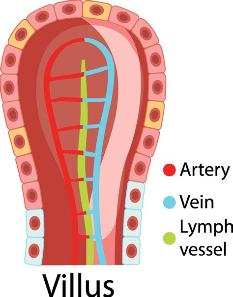 Diagram showing intestinal villus structure 6199360 Vector Art at Vecteezy