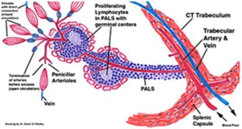 Spleen Diagram Histology