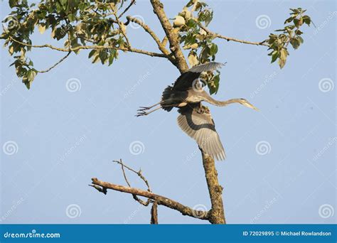 Great Blue Heron Wings Open in Flight Stock Image - Image of marsh, open: 72029895