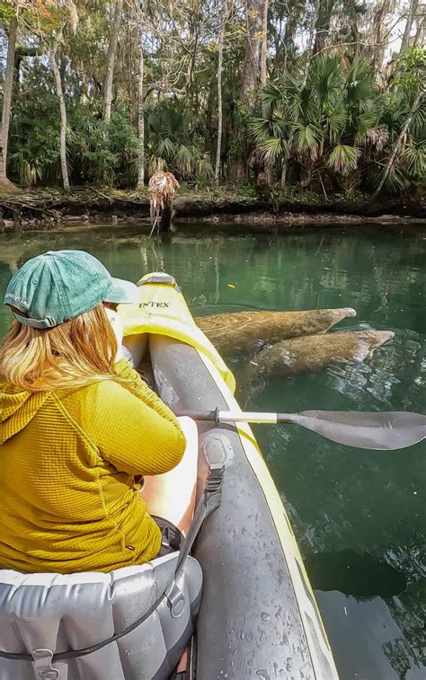 10 Awesome Crystal River Manatee Tours - Uprooted Traveler