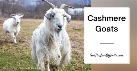 Cashmere Goats