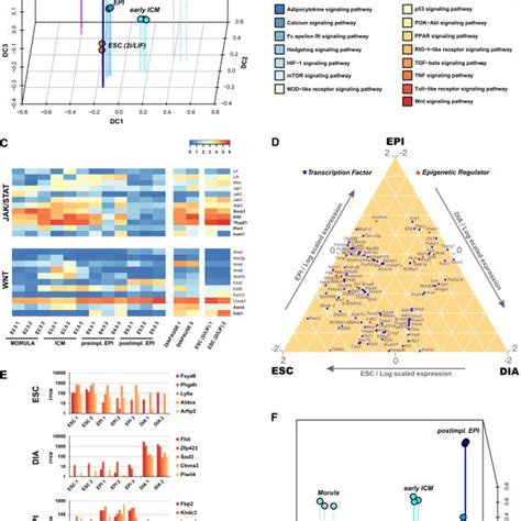 Relationship between Diapaused Epiblast, Normal Embryonic Development,... | Download Scientific ...