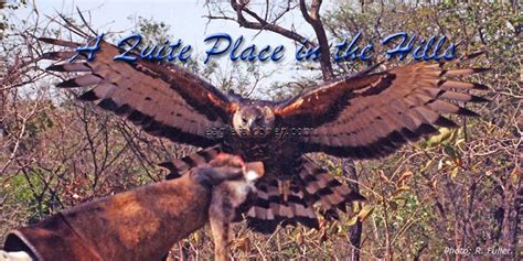 African Crowned Eagle Hunting