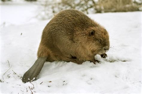 Eurasian Beaver