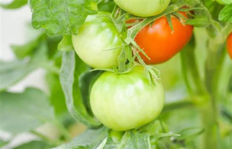 Fertilizing Tomatoes During Fruiting - Best Landscape Ideas