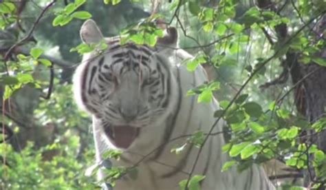 Why white tigers should not be released in wild habitats – Newsroom24x7