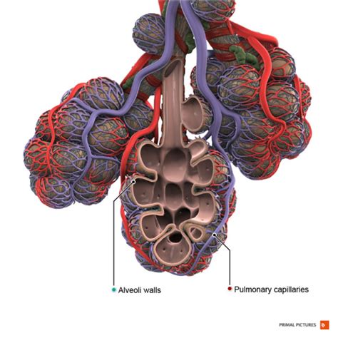 COPD (Chronic Obstructive Pulmonary Disease) - Physiopedia