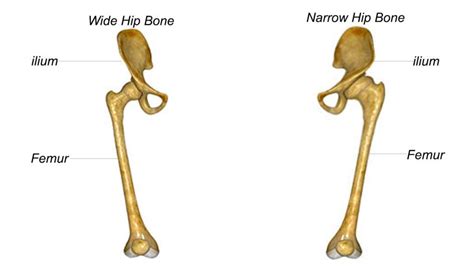 wider hips bone structure | Hips dips, What are hip dips, Hip dip exercise