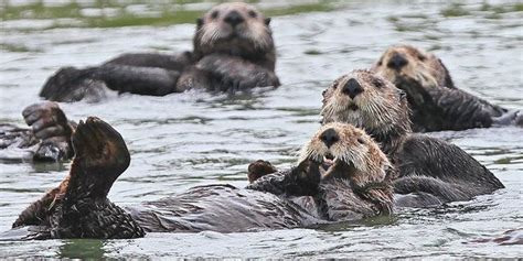 Sea Otters, Alligators and Other Major Predators Are Reclaiming Historic Niches, Study Finds ...